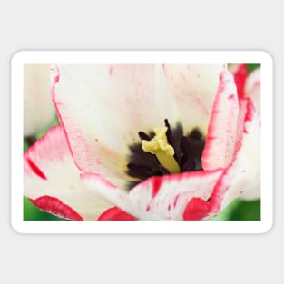 Tulipa  'Denise'  Tulip  Triumph Group Sticker